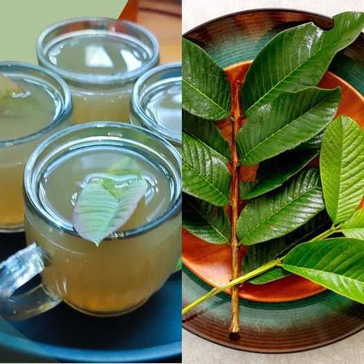 How to Make Guava Leaf Tea at Home