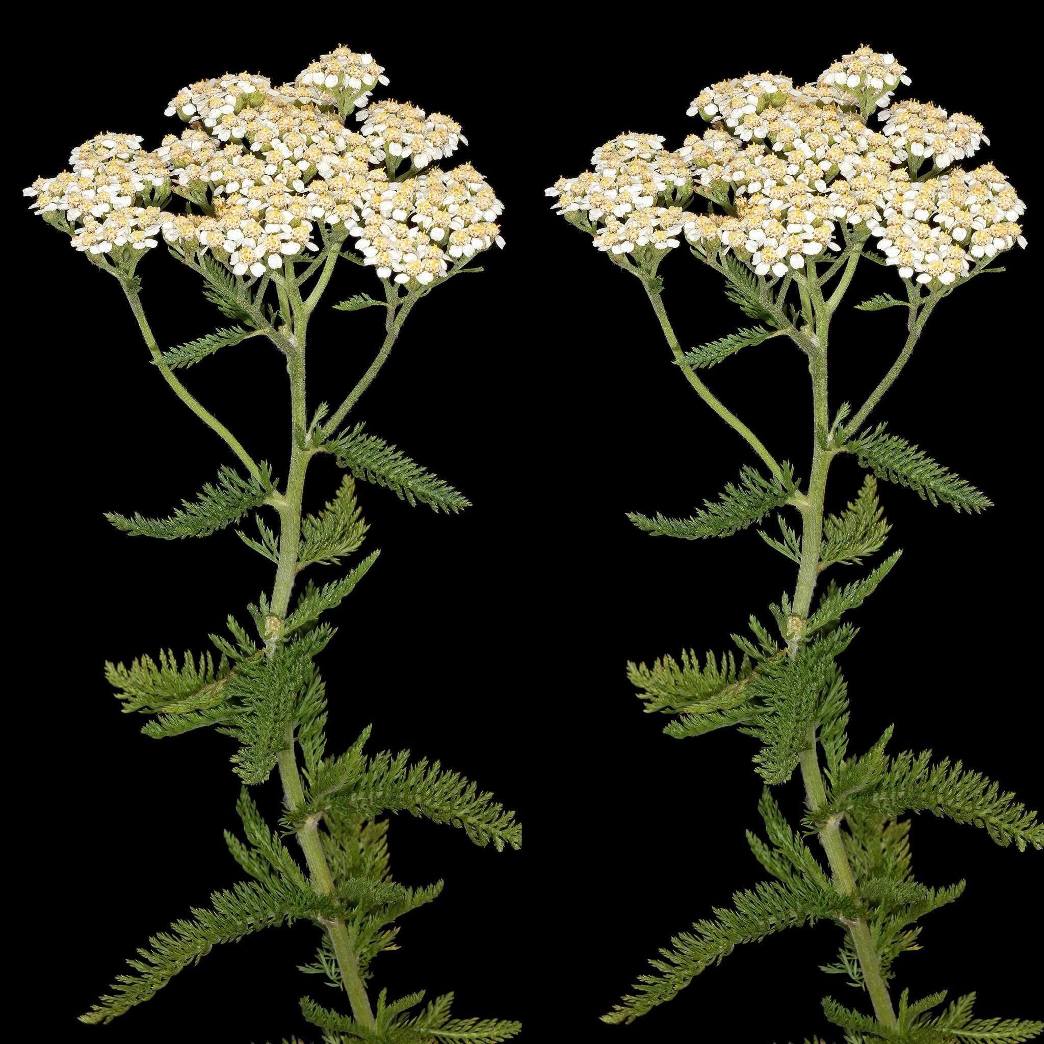 Find Out What Yarrow Cures and How It Is Used