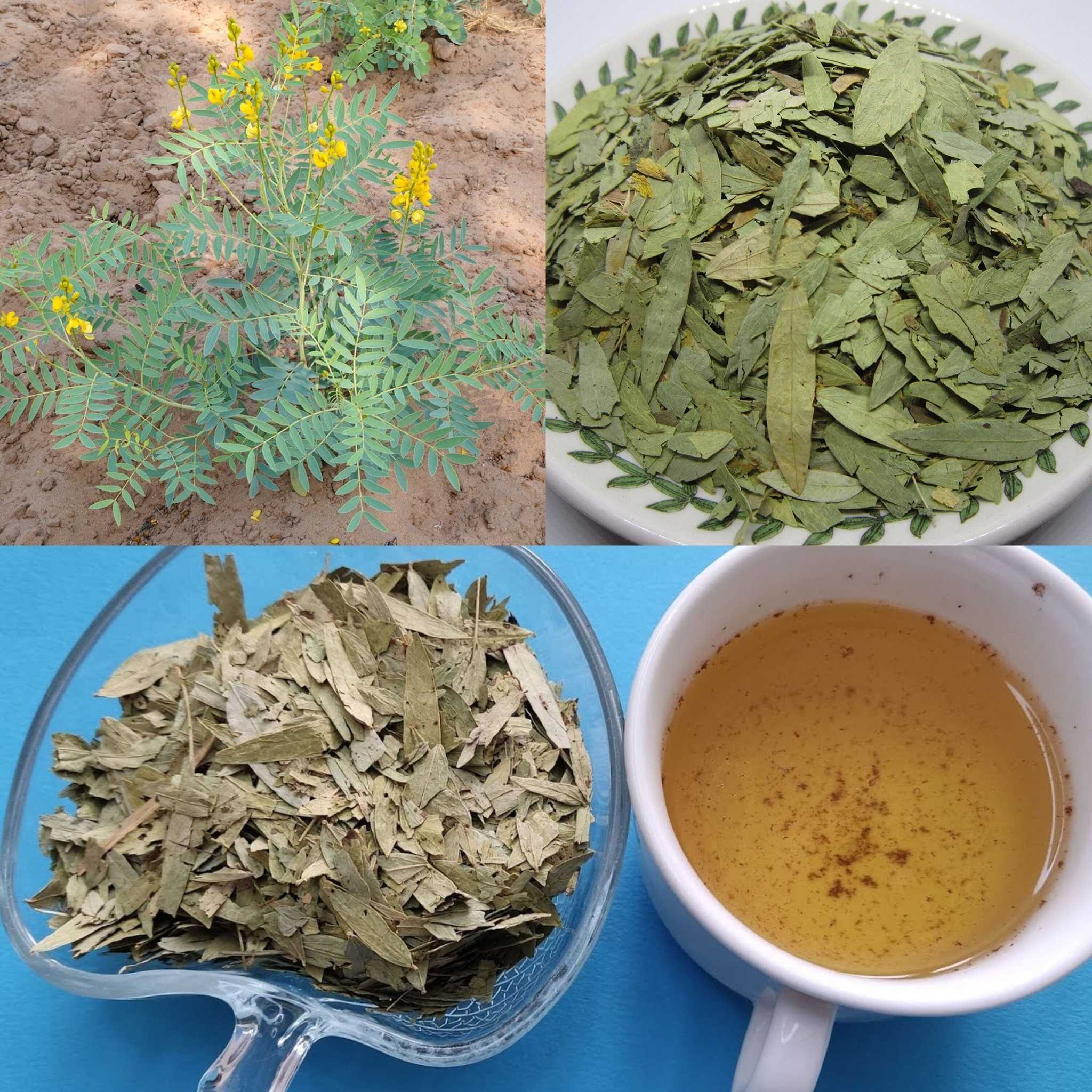 The Best Natural Remedy for Constipation and Flatulence: Senna Tea