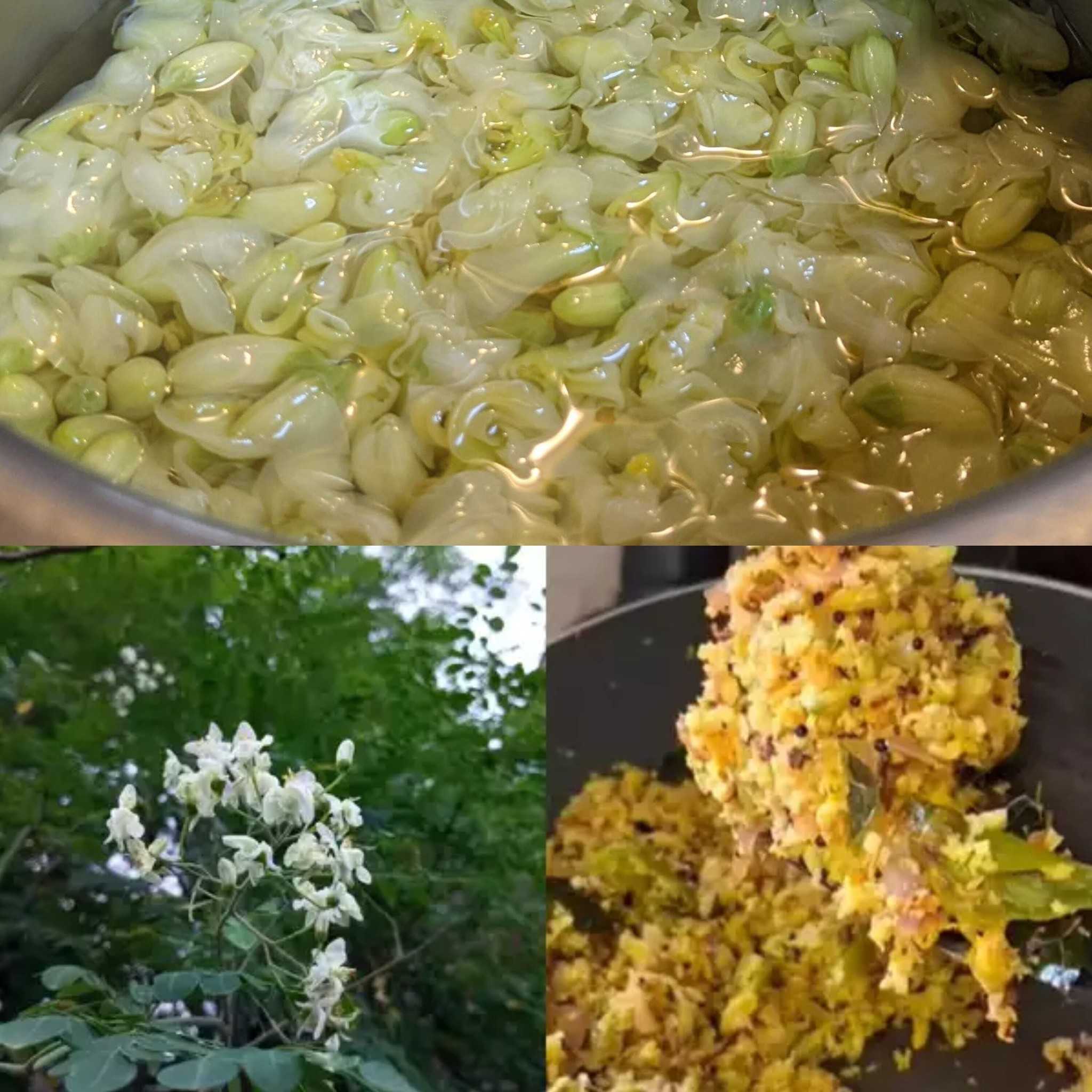 Boiling Moringa Flowers: Benefits