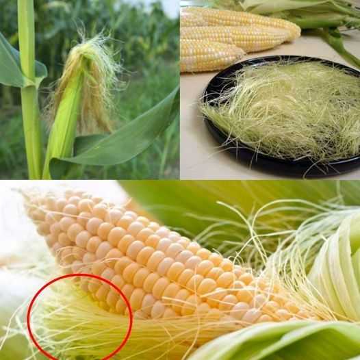 Don’t Overlook Corn Silk: A Nutrient-Packed Health Booster