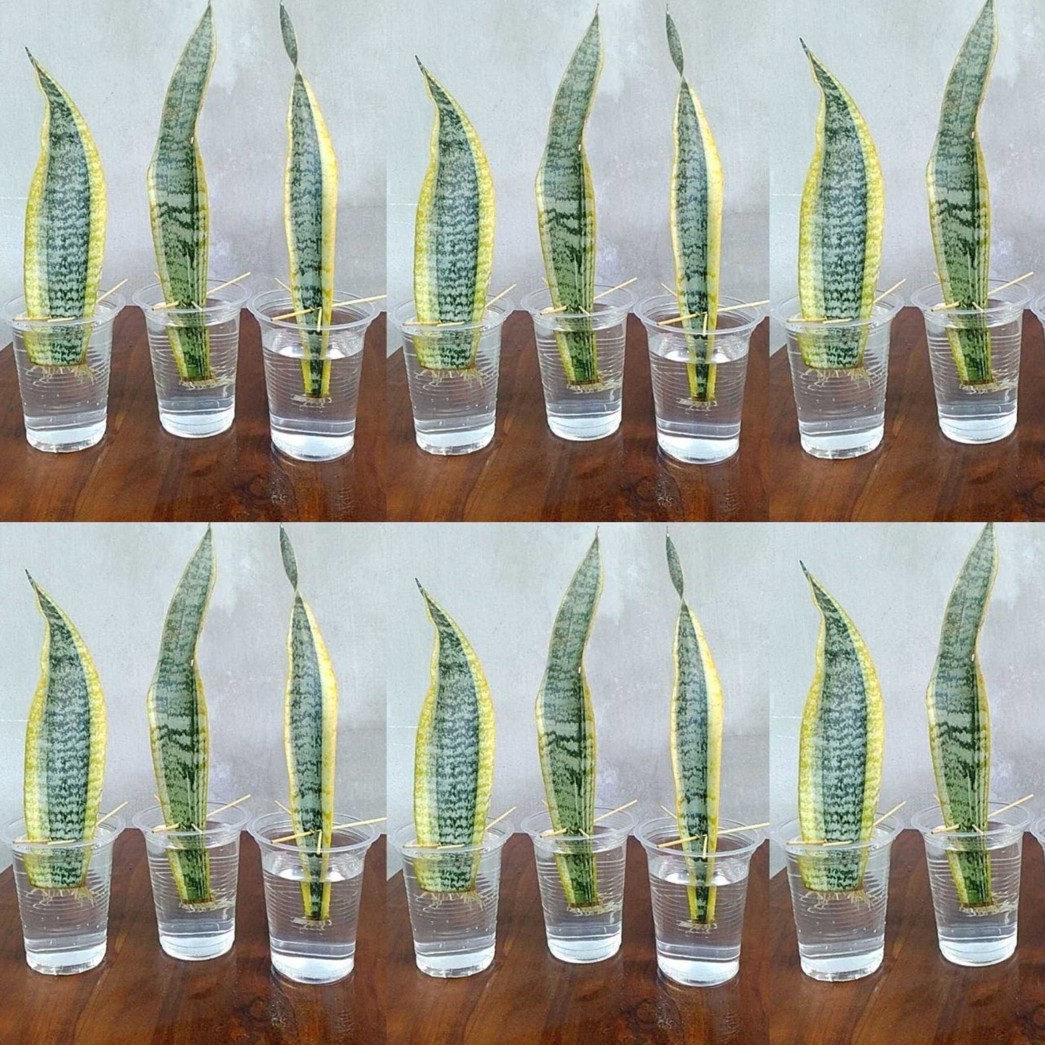 Snake Plant Propagation by Leaf Cuttings in Water: Easy Step-by-Step Guide