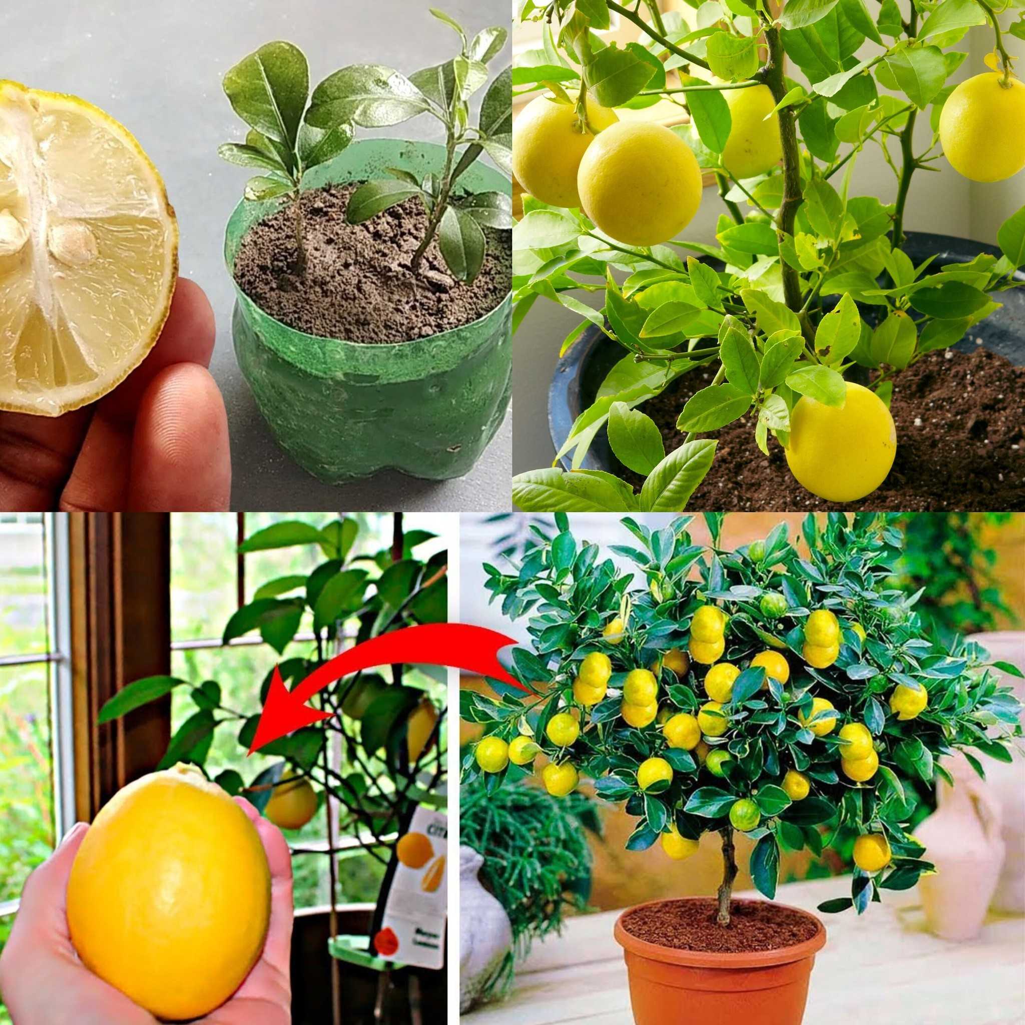 How to Grow a Lemon Tree from Seed Easily in Your Own Home