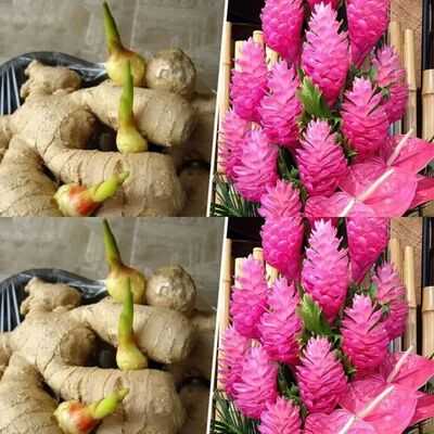 How to Grow an Endless Supply of Ginger Indoors