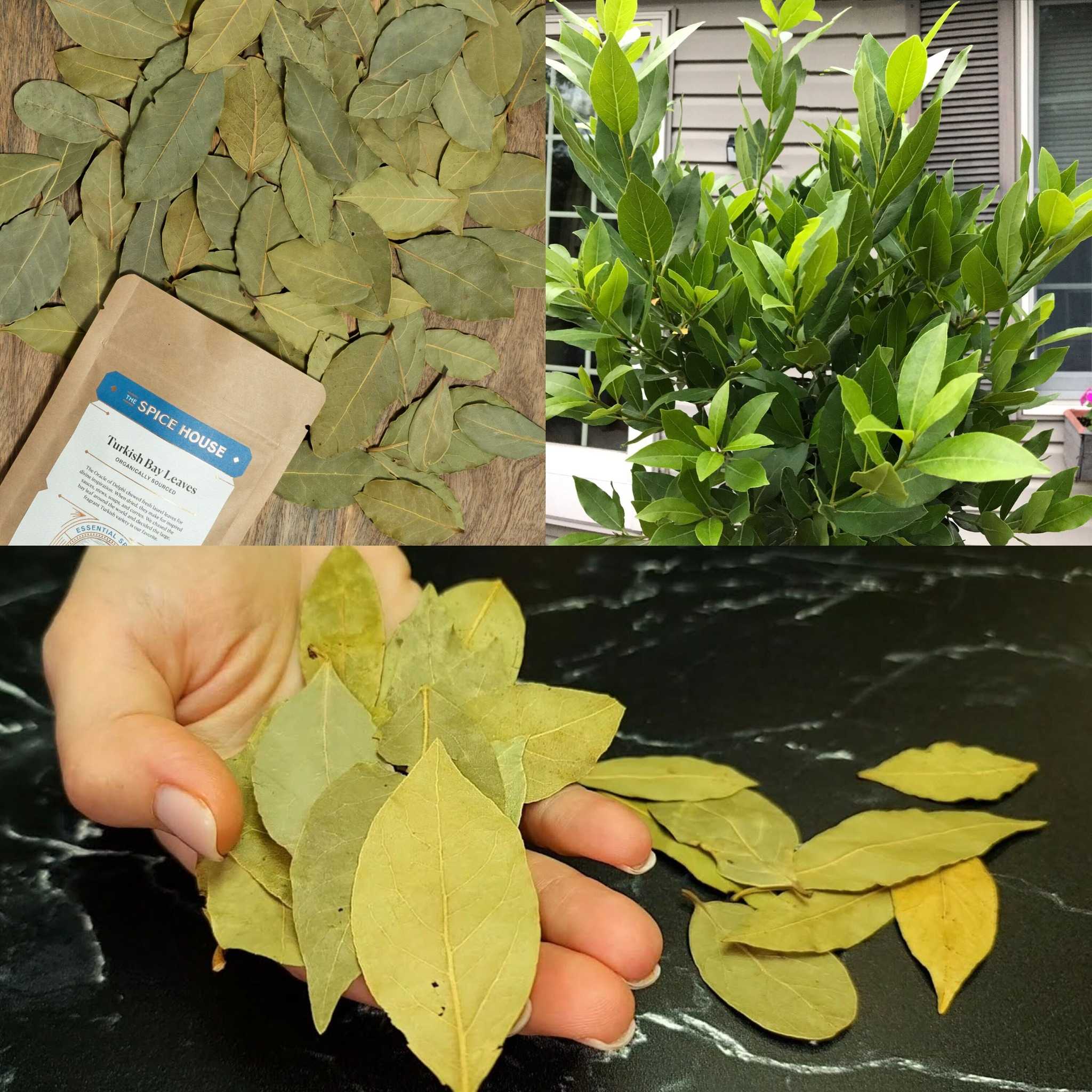 Bay Leaves: The Secret Remedy for Fast Hair Growth and Reducing Hair Fall