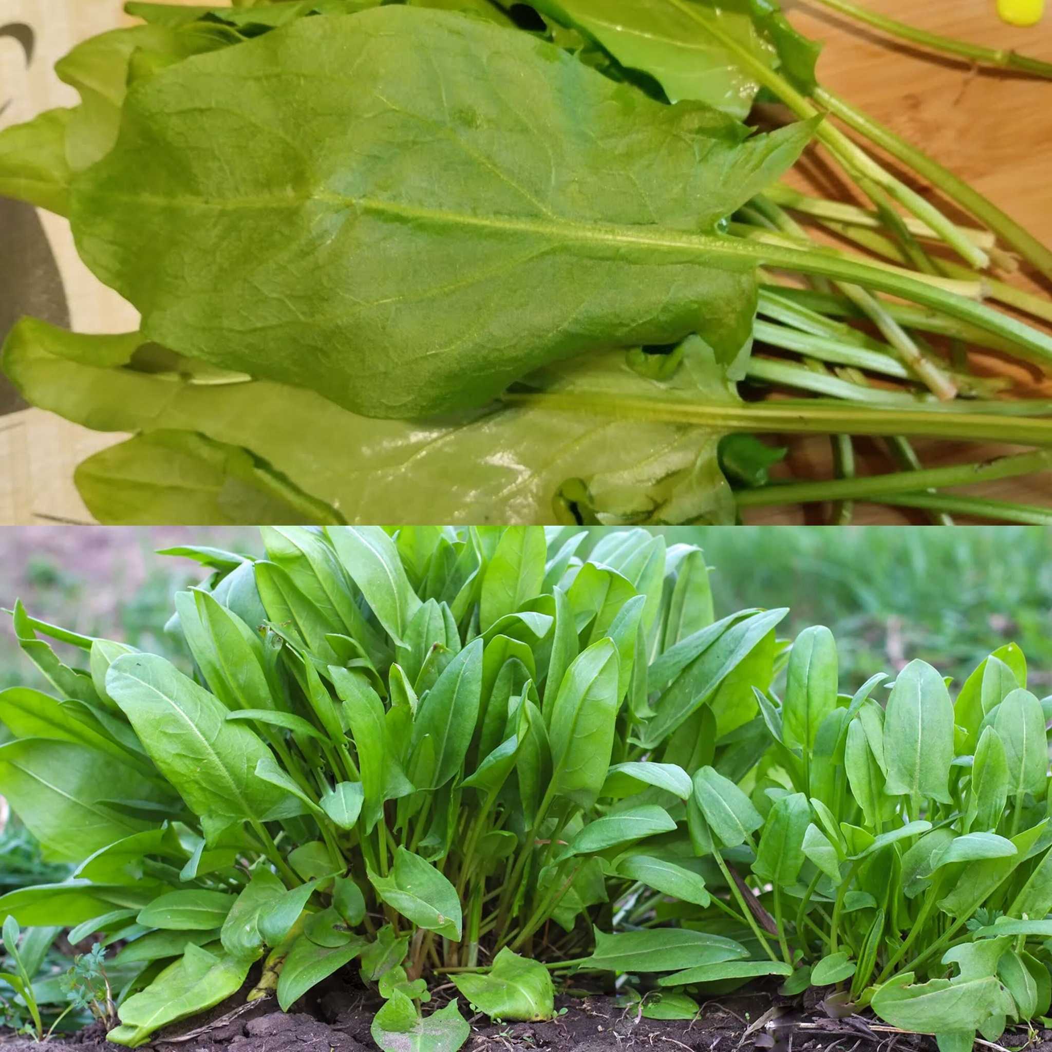 The Strongest Plant in the World! Put It in the Garden Right Away: Sorrel