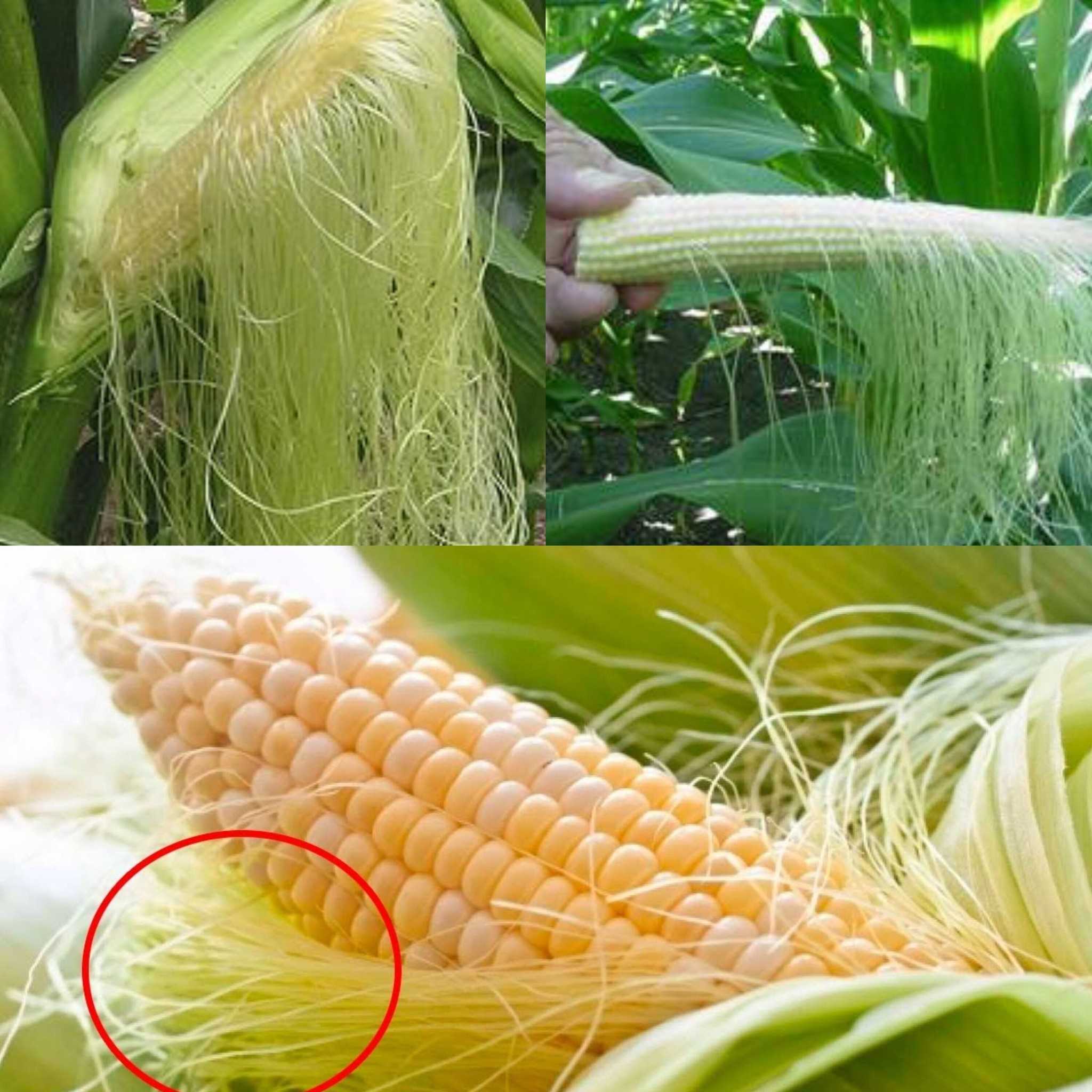 The Surprising Health Benefits of Corn Silk