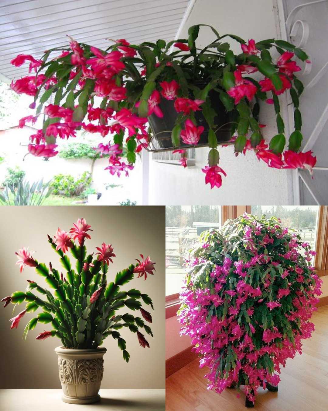 Christmas Cactus: Here’s How to Grow and Care for It So It Lasts a Long Time