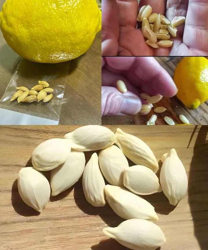 Don’t Throw Away Lemon Seeds! They’re Worth Their Weight in Gold When Used Correctly