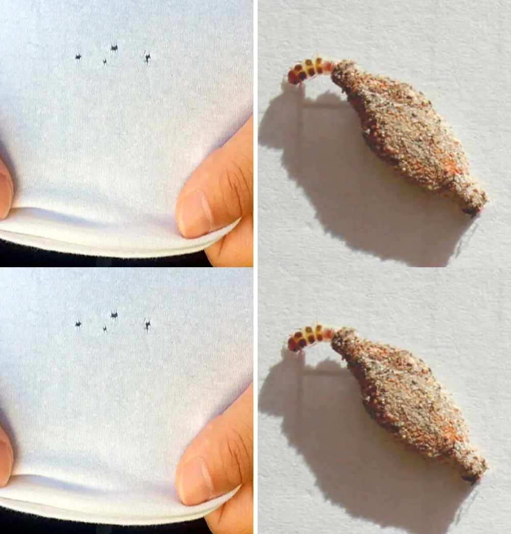 Eliminate moths from your closets and perfume your clothes and home with this natural remedy