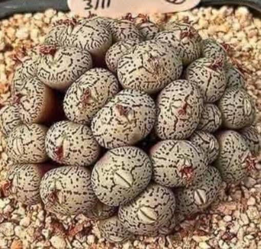 Daughter Discovers Strange Eggs Under Her Bed, Causing Her Family To Leave The Home , Everyone gets scared… Details in the first comment to find out what they are