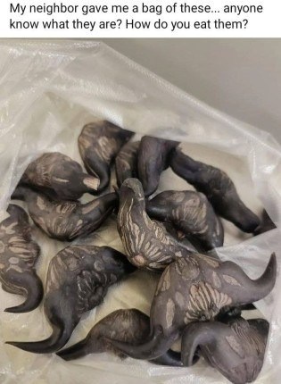 My neighbor gave me a bag of these.anyone know what they are? How do you eat them?