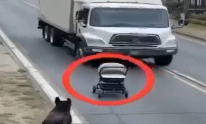 Meet Max: The Loyal Dog Who Protected Maplewood