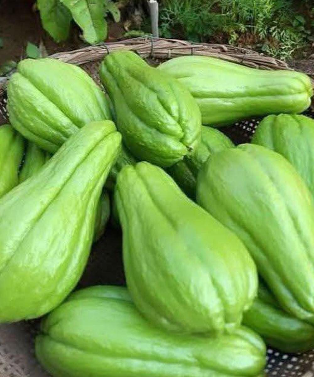 Chayote and Blood Sugar Control: A Simple Food That May Support Daily Balance