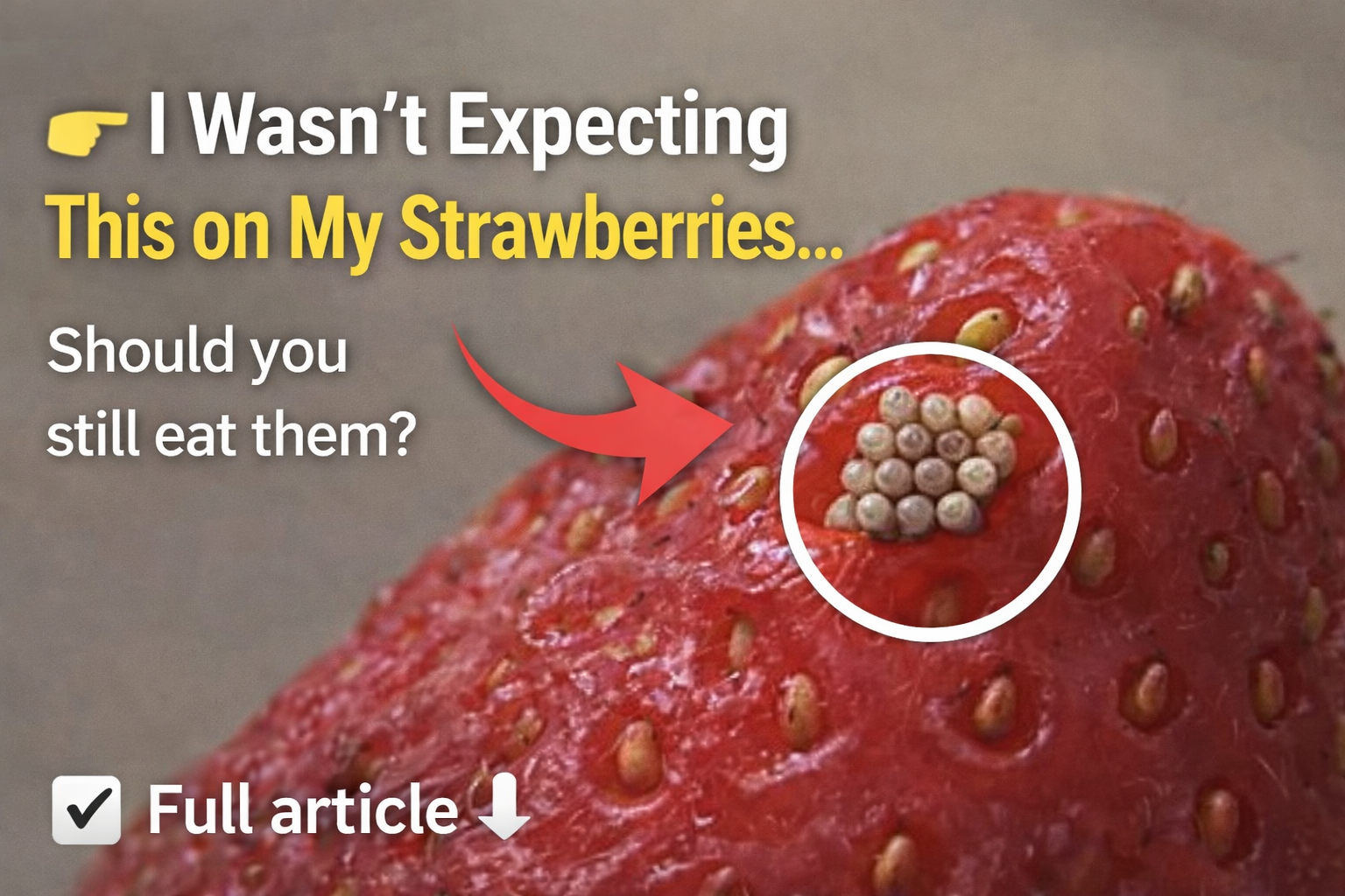 I Soaked My Berries in Salt Water… and Saw Something Unexpected