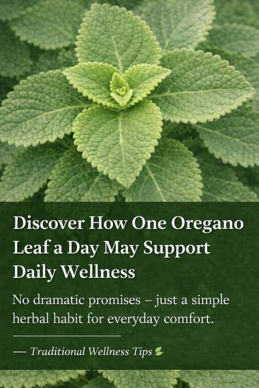 Oregano Leaf Tea: A Simple Traditional Drink for Everyday Wellness